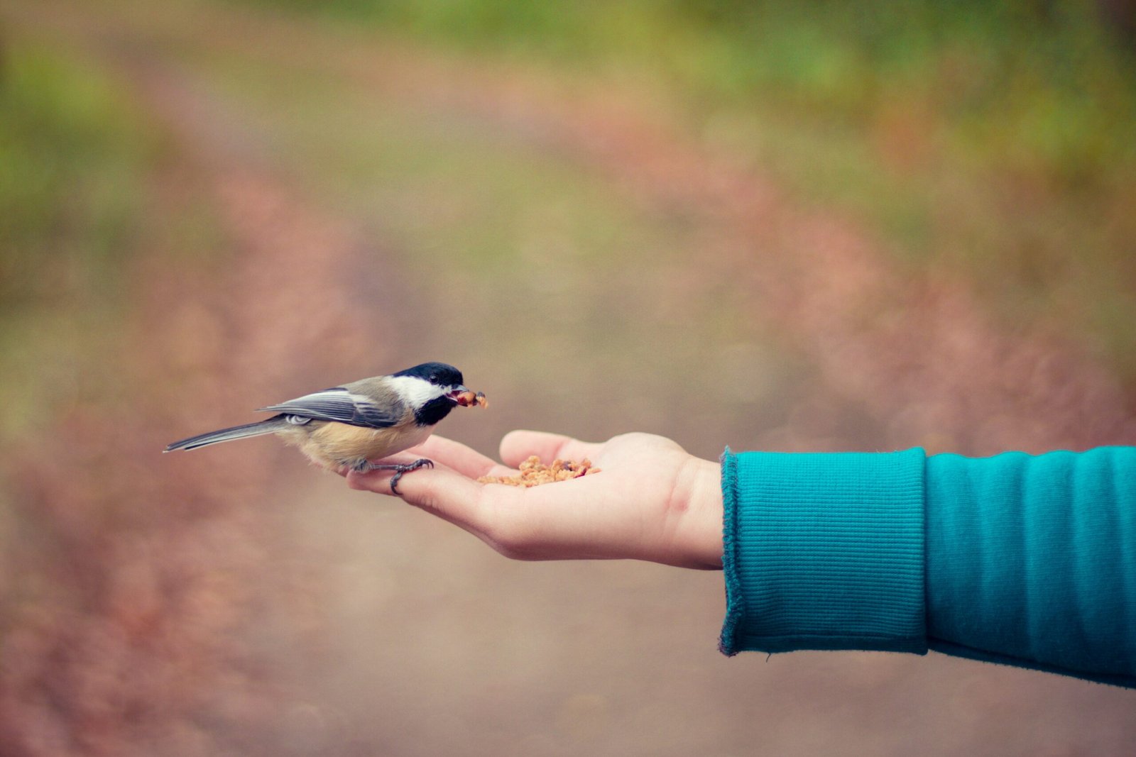 Read more about the article Exploring the Variety of Bird Feeders: A Guide to Choosing the Perfect One