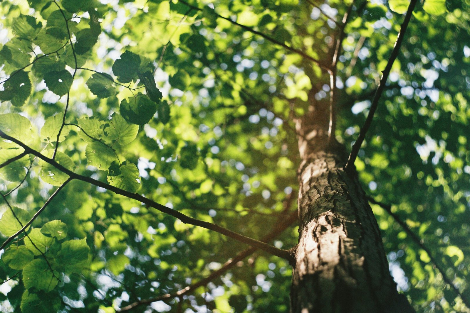 You are currently viewing The Importance of Trimming and Maintaining Trees Around Your House