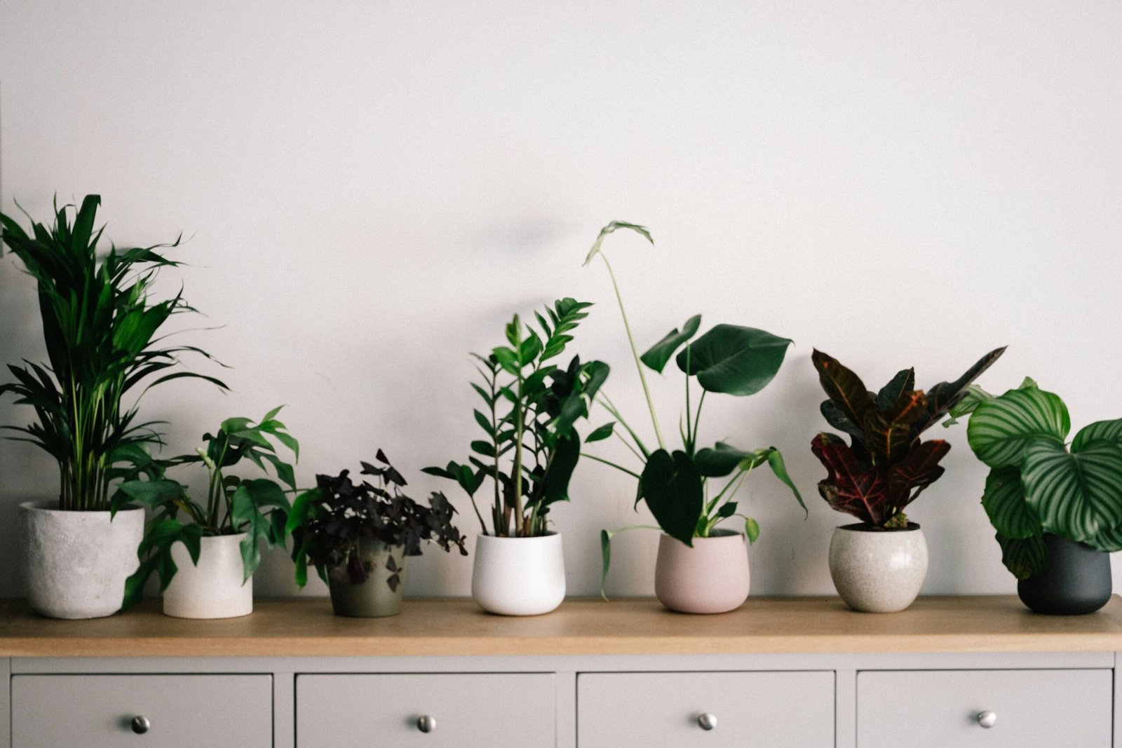 You are currently viewing The Importance of Indoor Plants for Air Quality