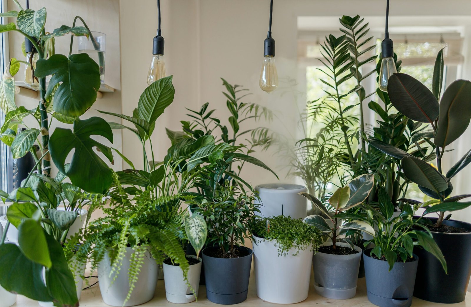 You are currently viewing 5 Best Indoor Plants for Fall 2024: Elevate Your Home’s Air Quality