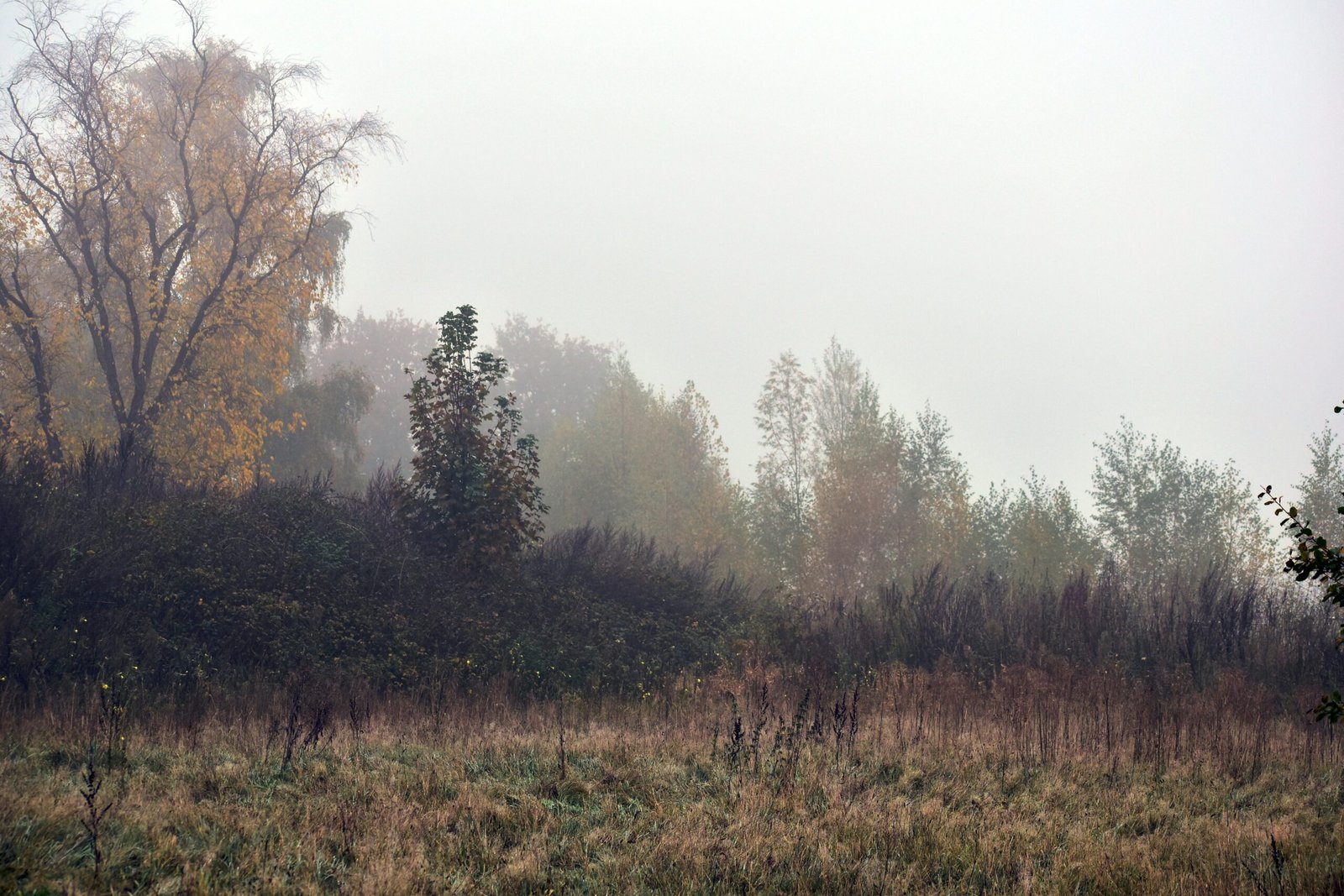 a grassy area with trees in the background