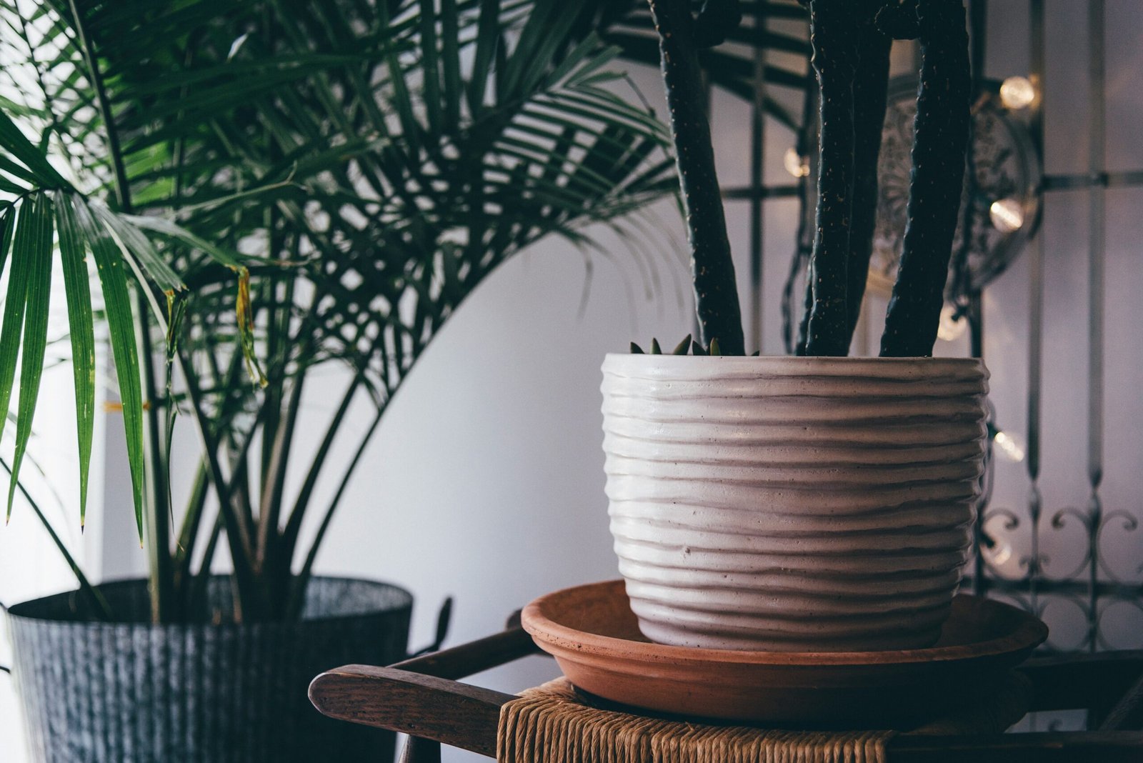 Read more about the article Caring for Indoor Plants During the Coldest Months: 4 Tips for a Healthy and Beautiful Indoor Garden