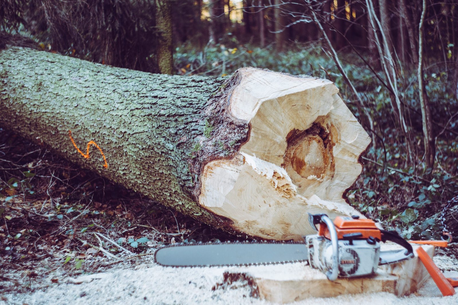 Electric vs. Gas Chainsaws: The Surprising Truth for Homeowners