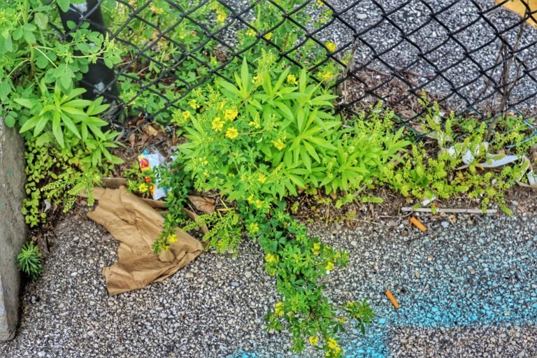 Weed Control: Roundup vs. Spectracide vs. Preen vs. Organic Alternatives