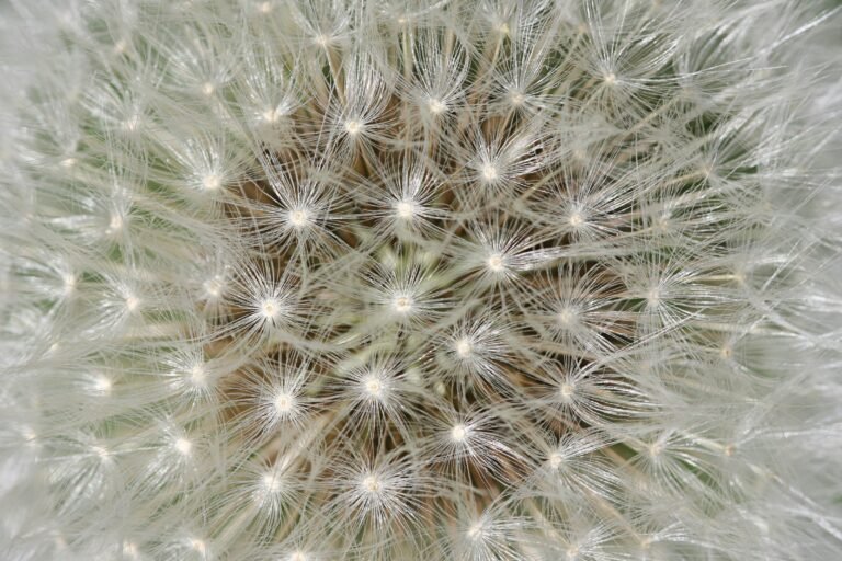 The Mysteries of Weed Propagation: Exploring the Supernatural Abundance of Seeds