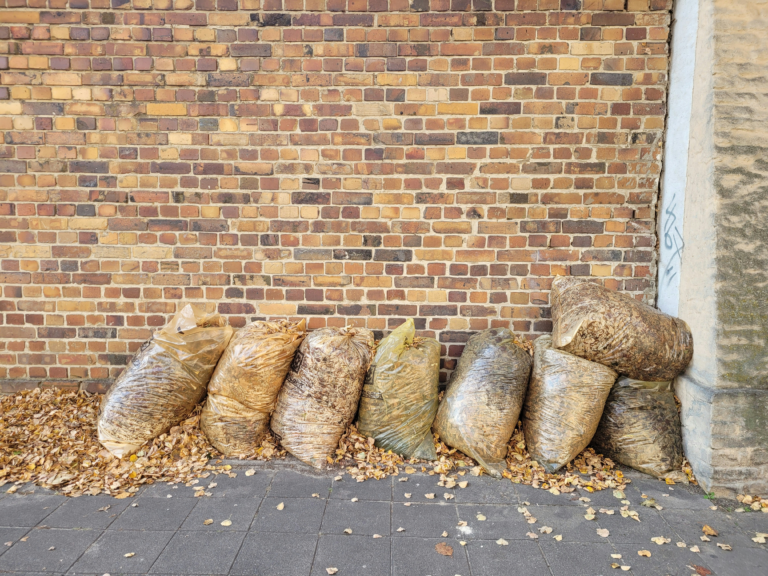 The Great Indianapolis Leaf Battle: A Celebration of Autumnal Rivalry