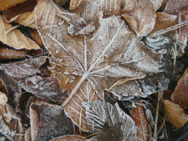 The Essential Autumn Home Bucket List for Indianapolis Homeowners