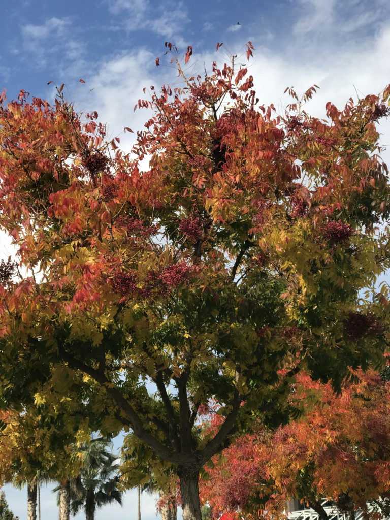 Reading Autumn’s Palette: What Indianapolis Trees Reveal Before Winter